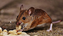 24 Hour & Emergency Exterminators in Minot, ND